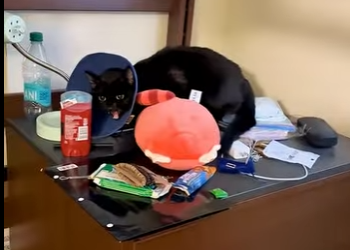 I2503006 Not every rescue is easy! This one was hard, but so worth it in the end ❤️ (Part 2)