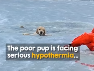 I2503002 The helpless look in the mothers eyes… 🥺 (Part 2)