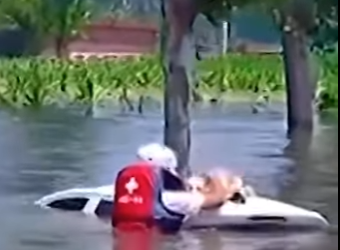 I2503003 Stranded Dog Saved from Rising Floodwaters ❤️🙏 (Part 2)