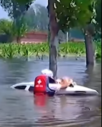 I2503003 Stranded Dog Saved from Rising Floodwaters ❤️🙏 (Part 2)