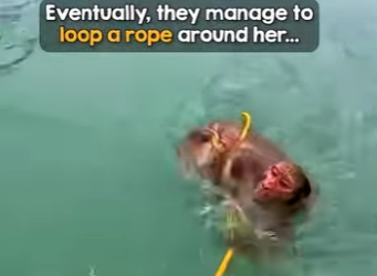 I2503001 Poor monkey fights for her life against the current 😰 (Part 2)