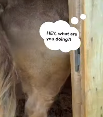 I2503007 As soon as he is free he tries to go back in 😅 (Part 2)