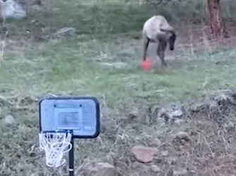 I2503010 All I see is 3 kids playing ❤️ (Part 2)