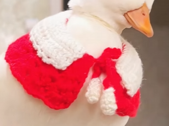 A2503012 Cole Duck and Girl (Part 2)