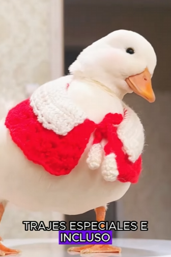 A2503012 Cole Duck and Girl (Part 2)