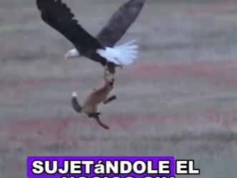 A2503008 A confrontation between a fox and an eaglemals (Part 2)