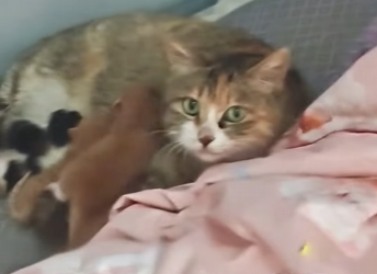 A2503001 A stray cat gave birth to kittens in a man’s home. (Part 2)