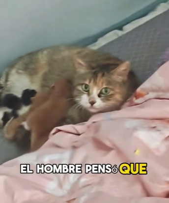 A2503001 A stray cat gave birth to kittens in a man’s home. (Part 2)