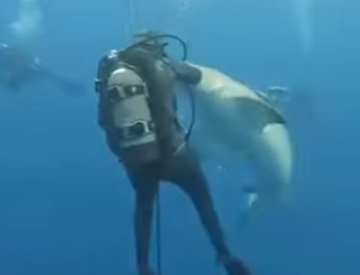 A2503007 Lemon sharks are surprisingly friendly to humans (Part 2)