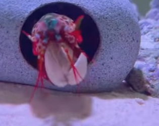 A2503003 This peacock mantis shrimp has been behaving very strangely of late (Part 2)