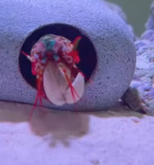 A2503003 This peacock mantis shrimp has been behaving very strangely of late (Part 2)