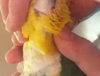 A2503004 The parrot broke its upper beak while playing with another bird (Part 2)