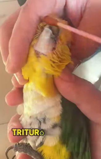 A2503004 The parrot broke its upper beak while playing with another bird (Part 2)