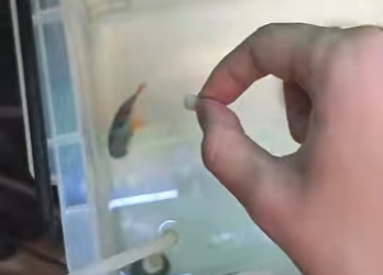 A2503005 The Tenacity of Life (Part 2)