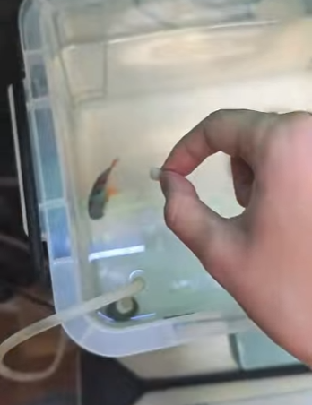 A2503005 The Tenacity of Life (Part 2)