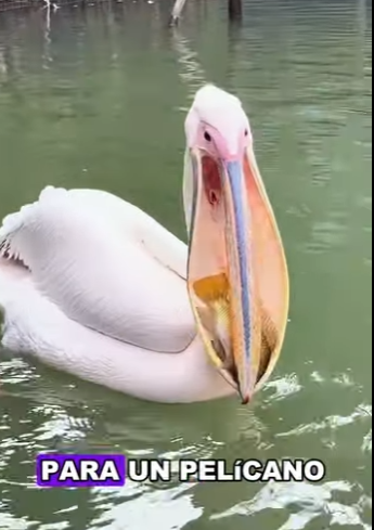 A2503006 How big is a pelican’s mouth (Part 2)