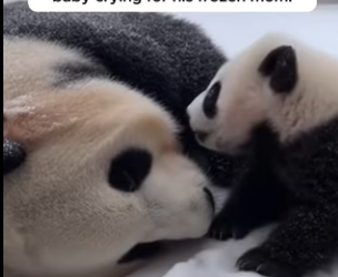 F2203012 A Mother Panda Knocked On Her Door For Help (Part 2)