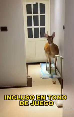 A2503010 The tenacious deer (Part 2)