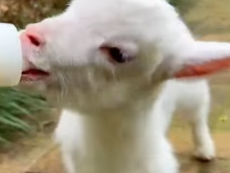 A2503009 Sheep breaking glass (Part 2)