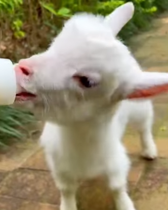 A2503009 Sheep breaking glass (Part 2)