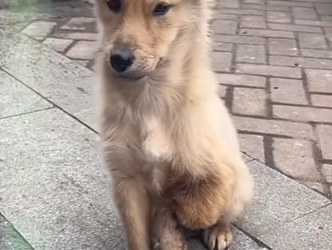 M2503006 💔 “Me rompieron la patita por pedir pan… pero un ángel cambió mi destino” 🐾 (Parte 2)