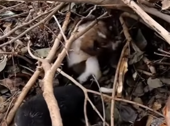 M2503001 💔Bajo las hojas secas,ahí nos dejaron para que muriéramos en silencio (Parte 2)