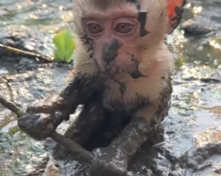 M2503003 💔“Intentaron ahogarme en el lodo… un minuto más y no estaría aquí” (Parte 2)