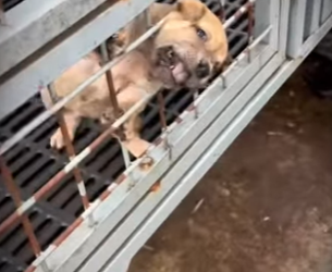 M2503007 💔 “Entre Hierros Fríos… Esperamos un Amor Que Nunca Llega” (Parte 2)