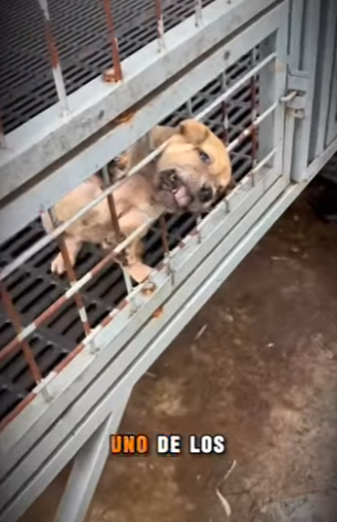 M2503007 💔 “Entre Hierros Fríos… Esperamos un Amor Que Nunca Llega” (Parte 2)