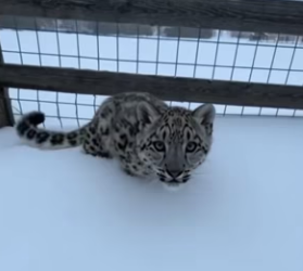 F2203011 He Found A Wild Snow Leopard Nursing From His Sheep (Part 2)