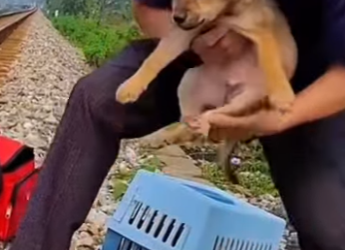 M2503002 💔 “Me encadenaron a los rieles para que el tren me borrara… pero alguien llegó en el último segundo (Parte 2)