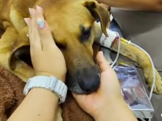 Esterilizar también es un acto de amor (Parte 2)