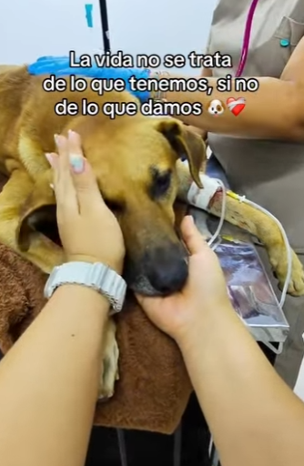 Esterilizar también es un acto de amor (Parte 2)
