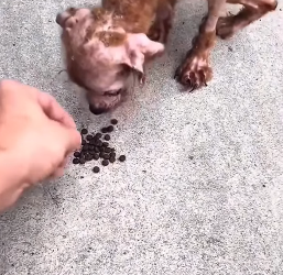 M2503005 💔 “Me llamo Gusarapo… mi piel se caía mientras esperaba