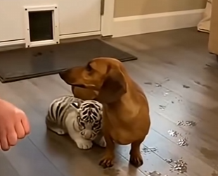 L2303009 This dachshund ran in during the storm… and he wasn’t alone (Part 2)