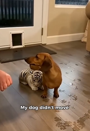 L2303009 This dachshund ran in during the storm… and he wasn’t alone (Part 2)