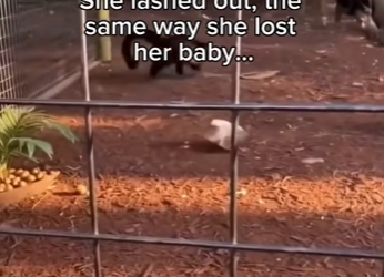 The Mother’s Heart in Silent Enclosure_ Monik and Her Little Shadow (Part 2)