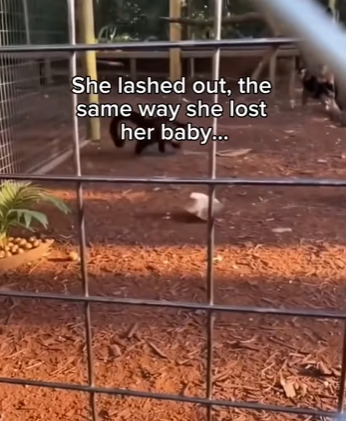 The Mother’s Heart in Silent Enclosure_ Monik and Her Little Shadow (Part 2)