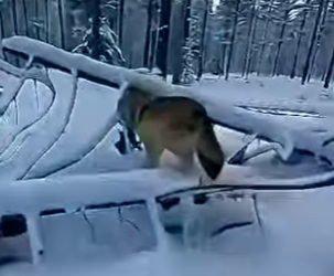 L2303007 There’s a wolf outside the door but this woman understand that need help for her pups (Part 2)