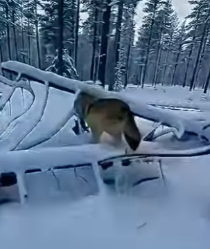 L2303007 There’s a wolf outside the door but this woman understand that need help for her pups (Part 2)