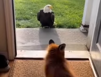 L2303012 You won’t believe the real reason the eagle chased the fox (Part 2)