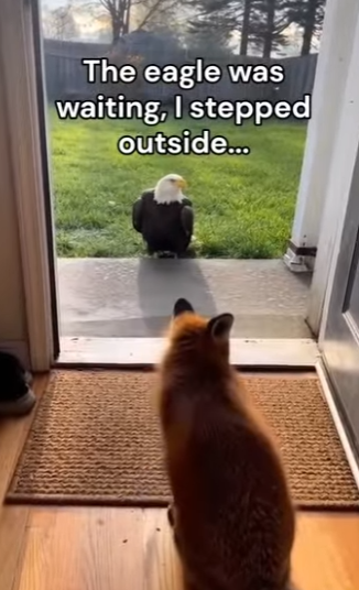 L2303012 You won’t believe the real reason the eagle chased the fox (Part 2)