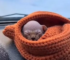 F2203003 A tiny Pallas’s cat was left in the snow …I couldn’t walk away (Part 2)