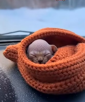 F2203003 A tiny Pallas’s cat was left in the snow …I couldn’t walk away (Part 2)