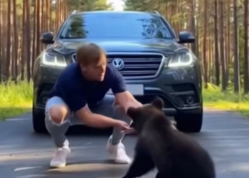 L2303006 A bear cub crossed the road hit by an arrow shot by a bully …. and then (Part 2)