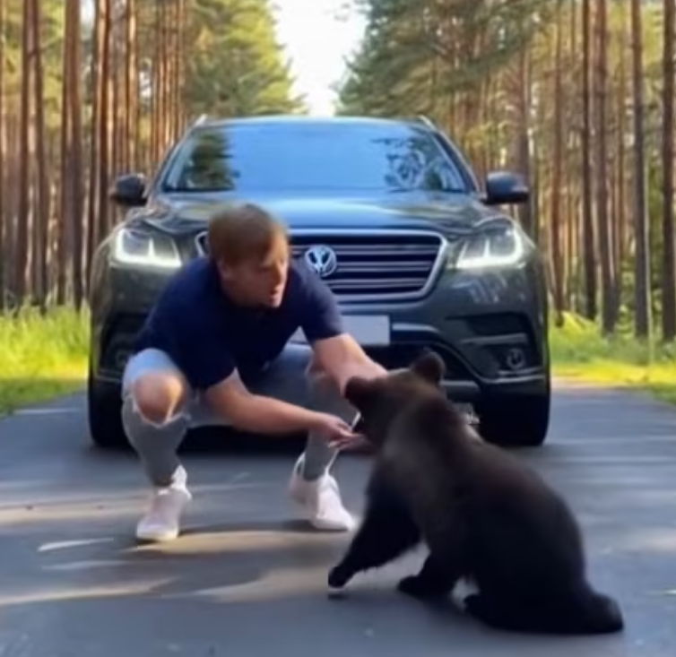 L2303006 A bear cub crossed the road hit by an arrow shot by a bully …. and then (Part 2)