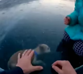 I risked everything to save a little girl’s dog trapped under frozen lake ice (Part 2)