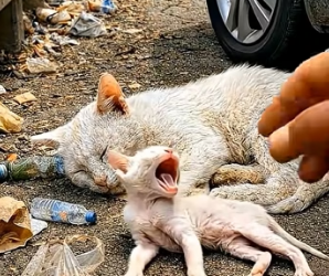 E1803004 Saving a Newborn Kitten & Mother Cat from the Roadside❤️ (Part 2)