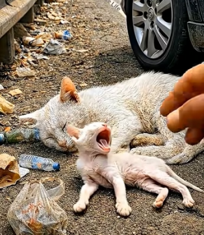 E1803004 Saving a Newborn Kitten & Mother Cat from the Roadside❤️ (Part 2)