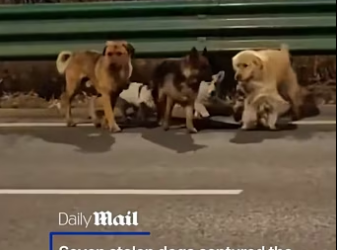 In the clip, the dogs surround an injured German shepherd, while a Corgi leading the pack repeatedly